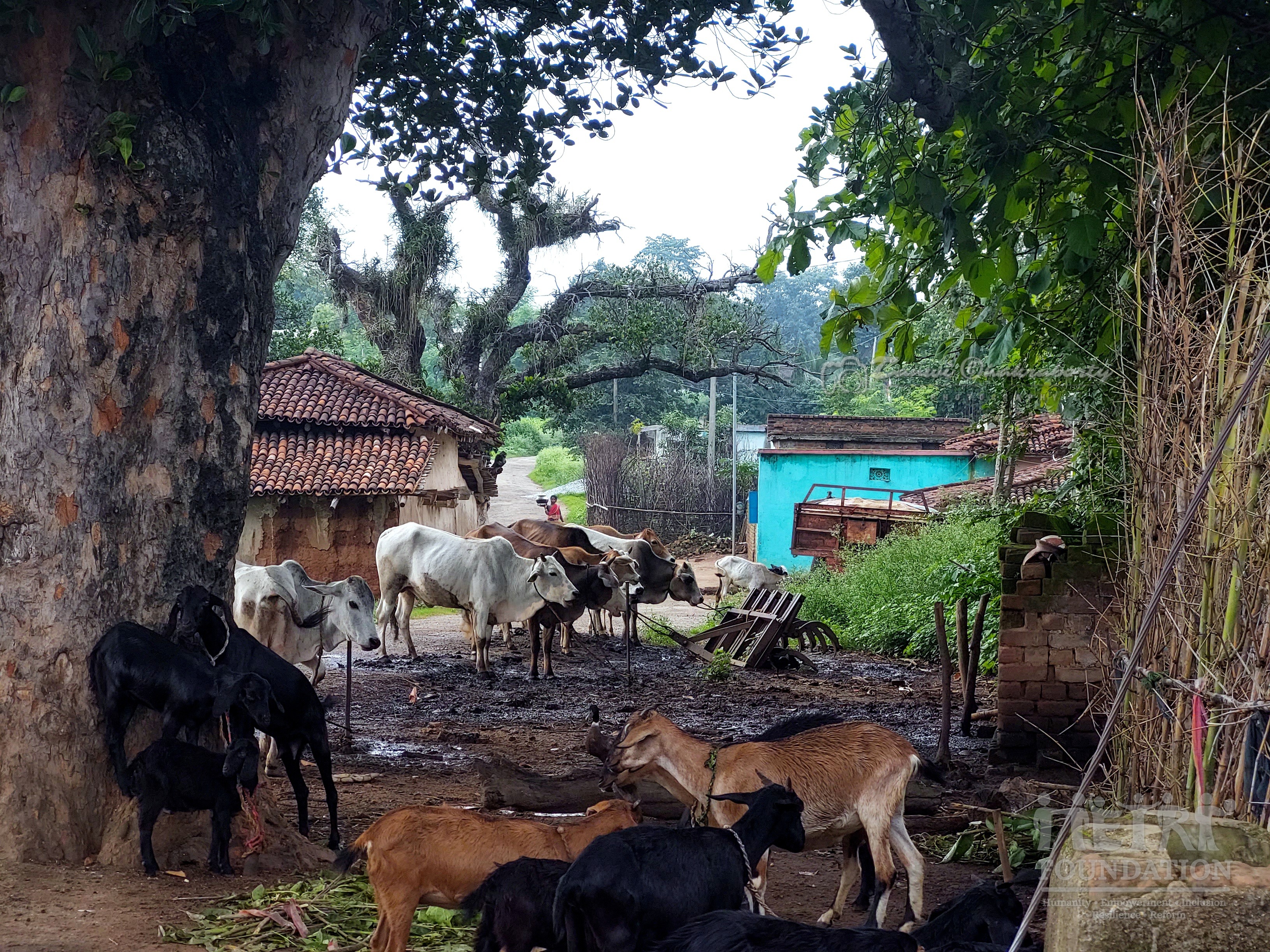 Rural India